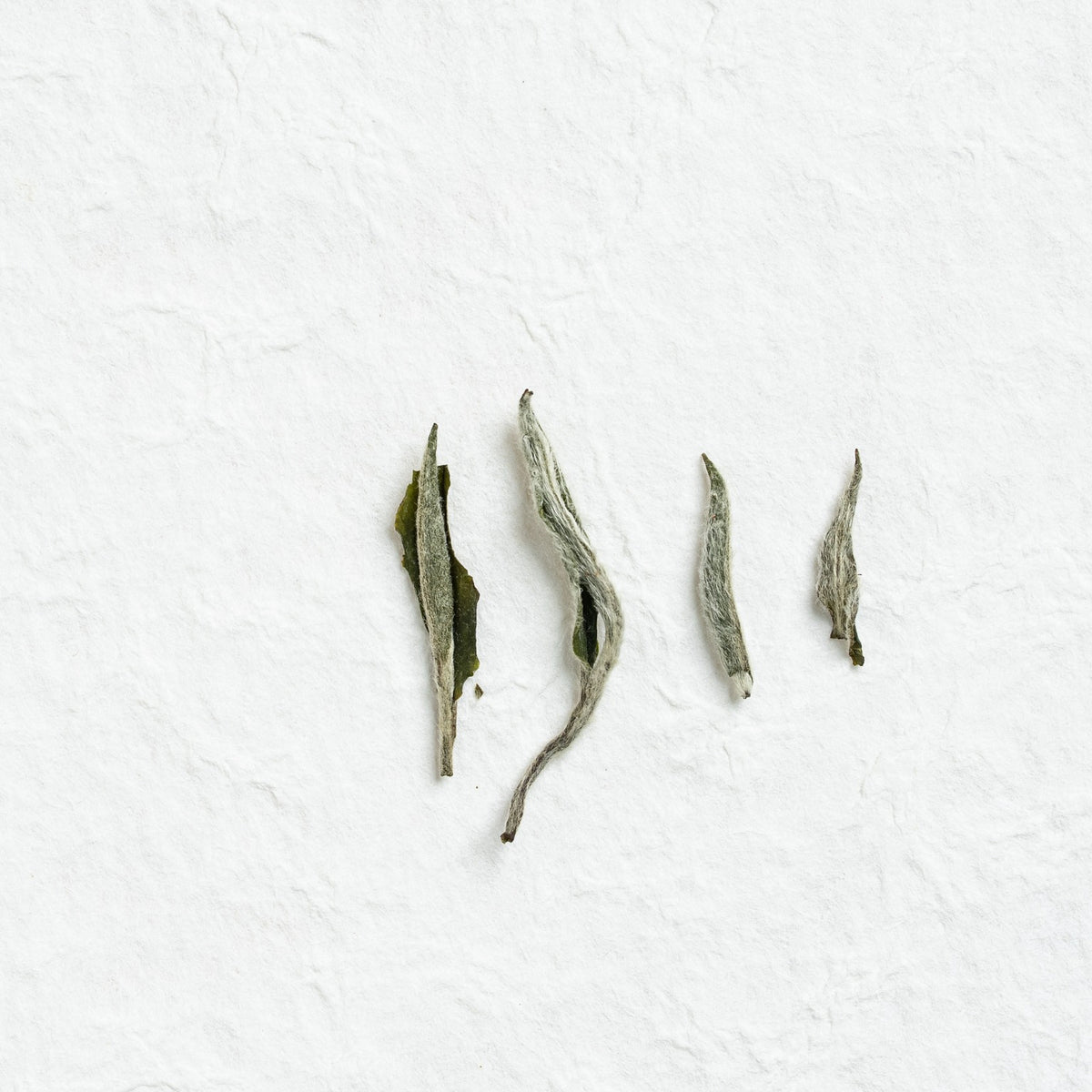 Close-up of White Peony Tea loose tea leaves