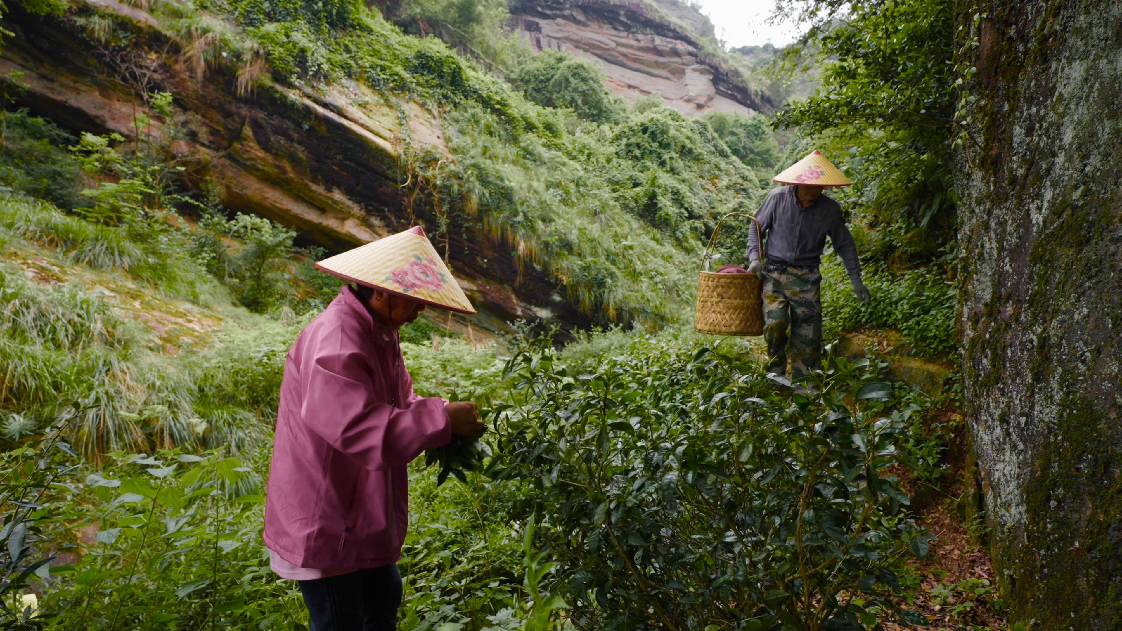 Chinese Loose Leaf Tea
