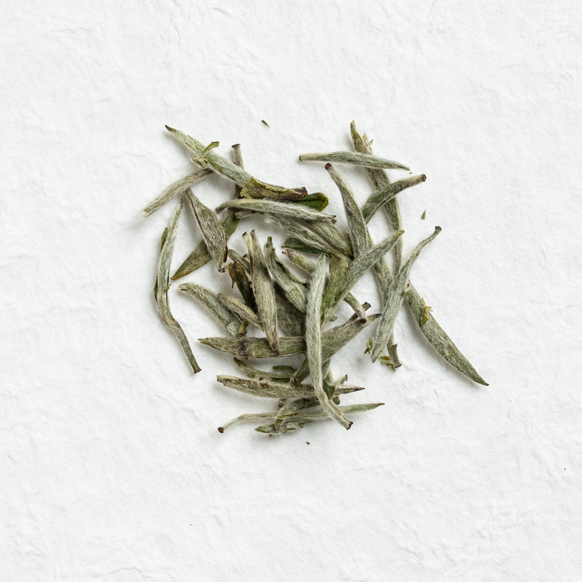 Dry loose leaves of Silver Needle White Tea