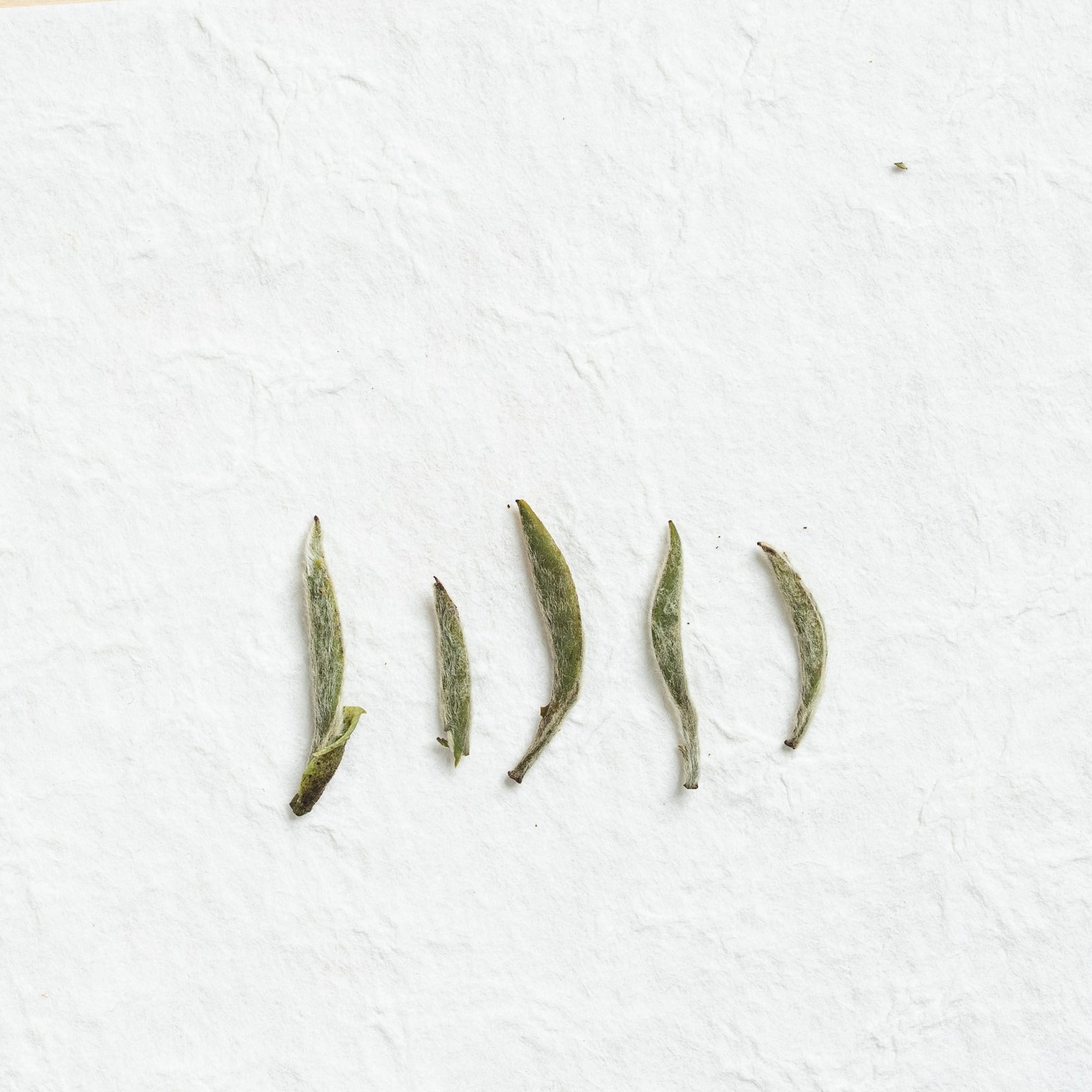 Close-up of Silver Needle White Tea loose tea leaves