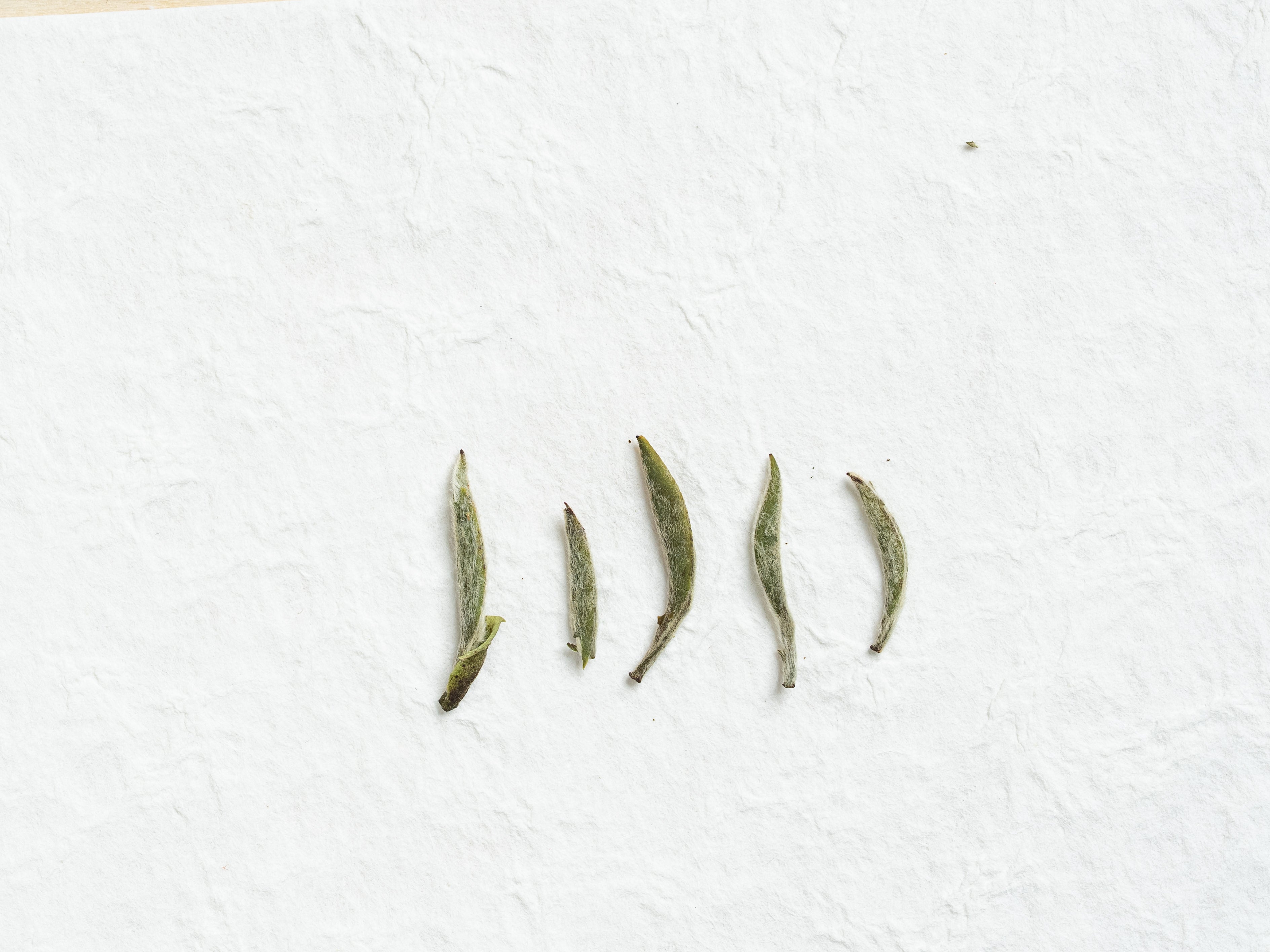 Silver Needle White Tea