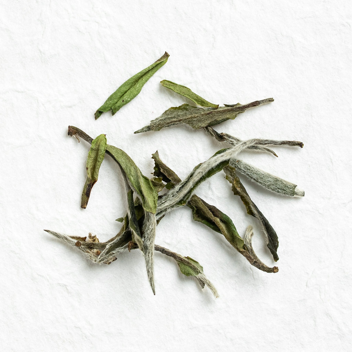 Dry loose leaves of White Peony Tea