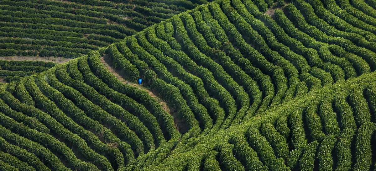 Tea garden rows on a hillside