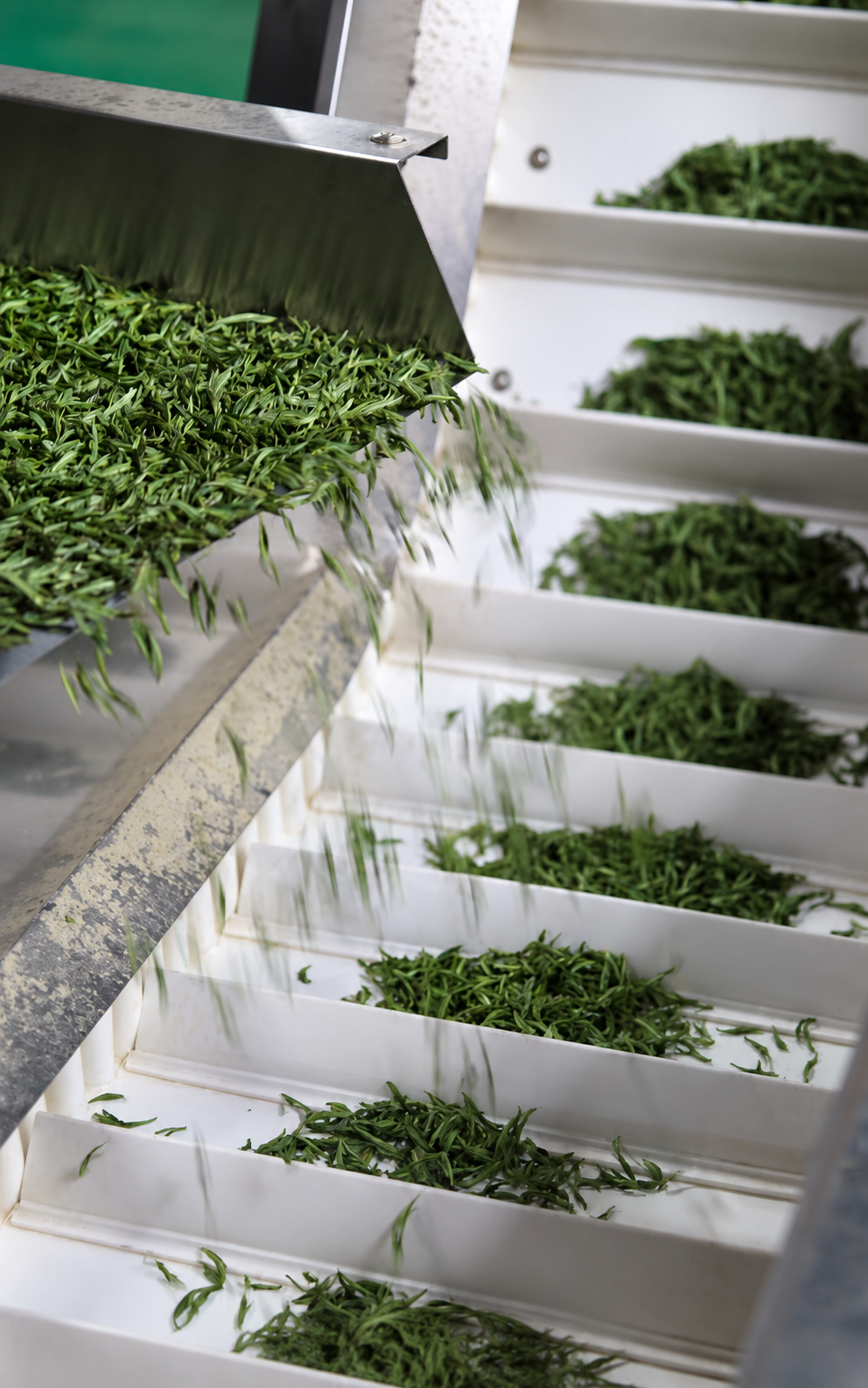 Tea leaves moving from a metal chute into trays