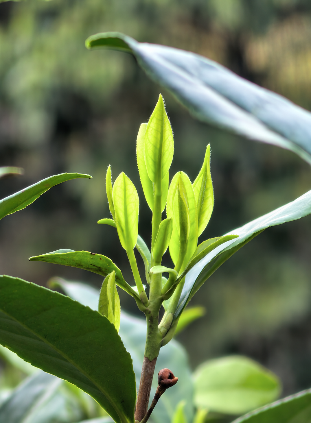 Young green tea shoots