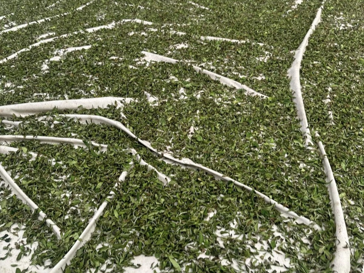 Tea leaves spread out on trays during processing