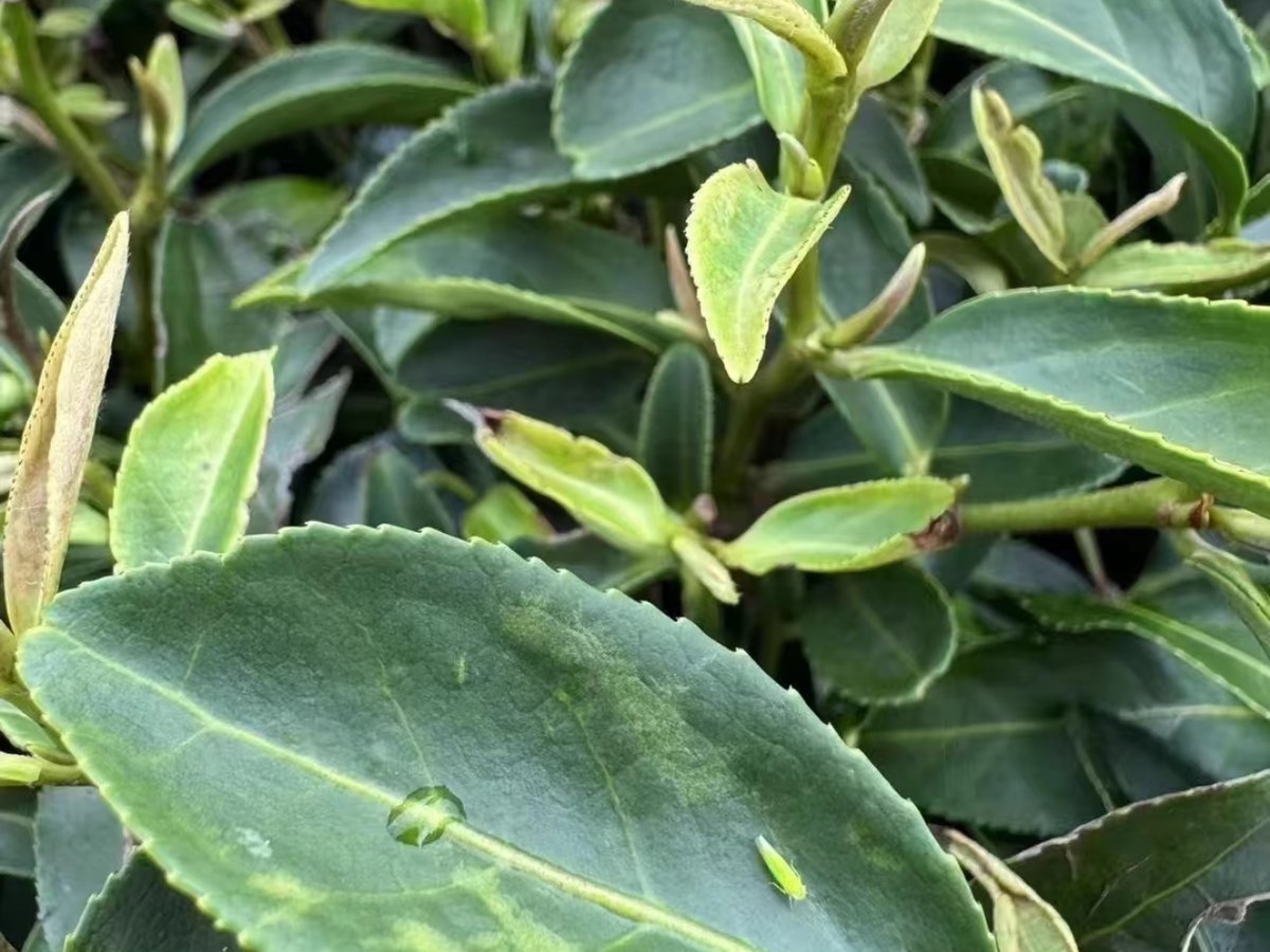 Tender tea shoots on a leafy branch