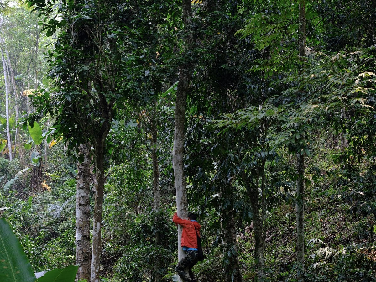 A person among trees in a forest tea-growing landscape