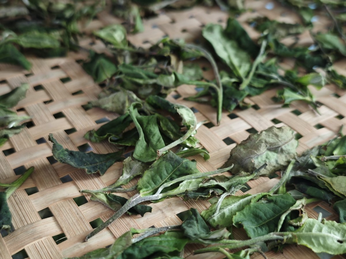Tea leaves spread out on trays during processing