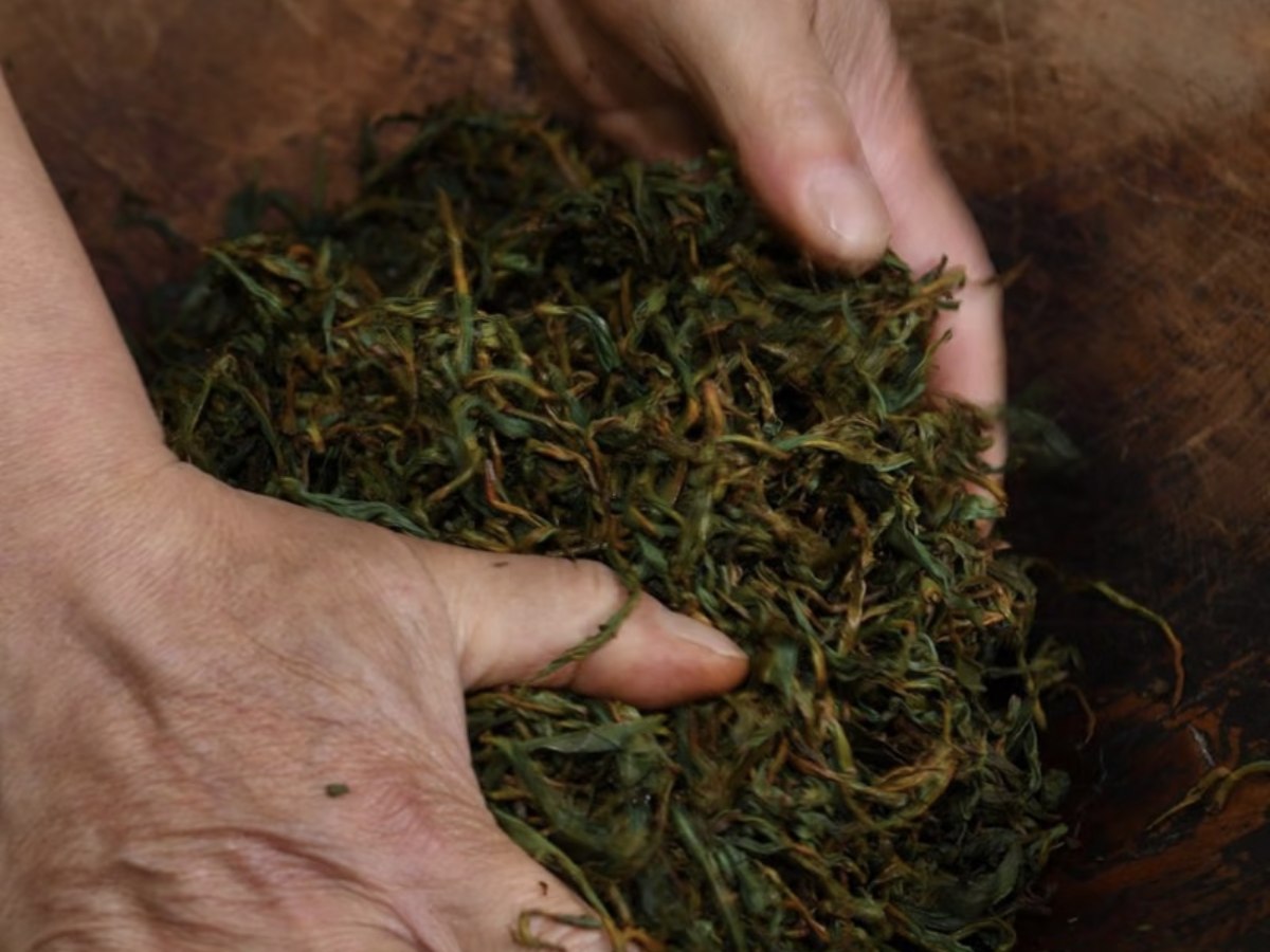Hands working tea leaves into strands