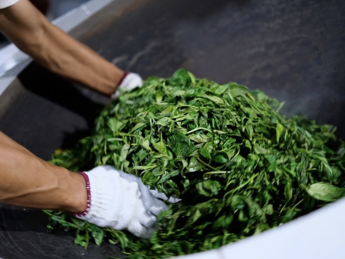 Hands moving tea leaves through a heated pan