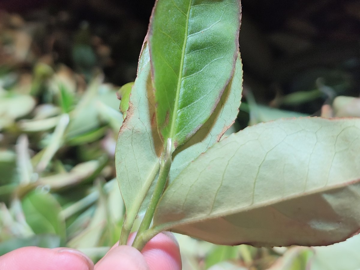 A tea leaf held above a tray of leaves