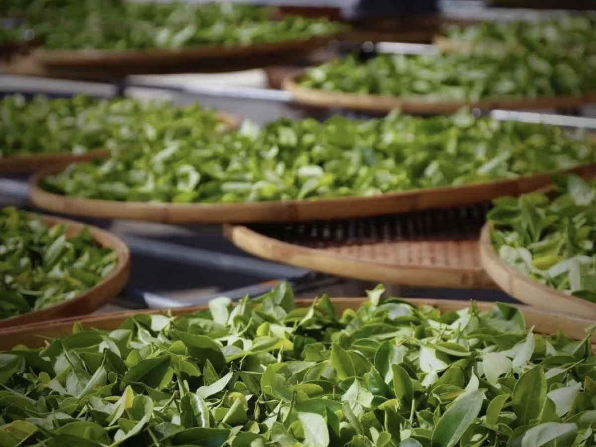 Tea leaves spread out on trays during processing