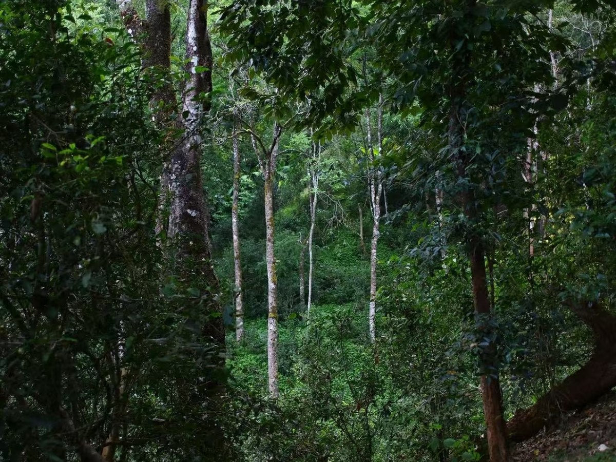 A person among tall trees in a tea-growing forest