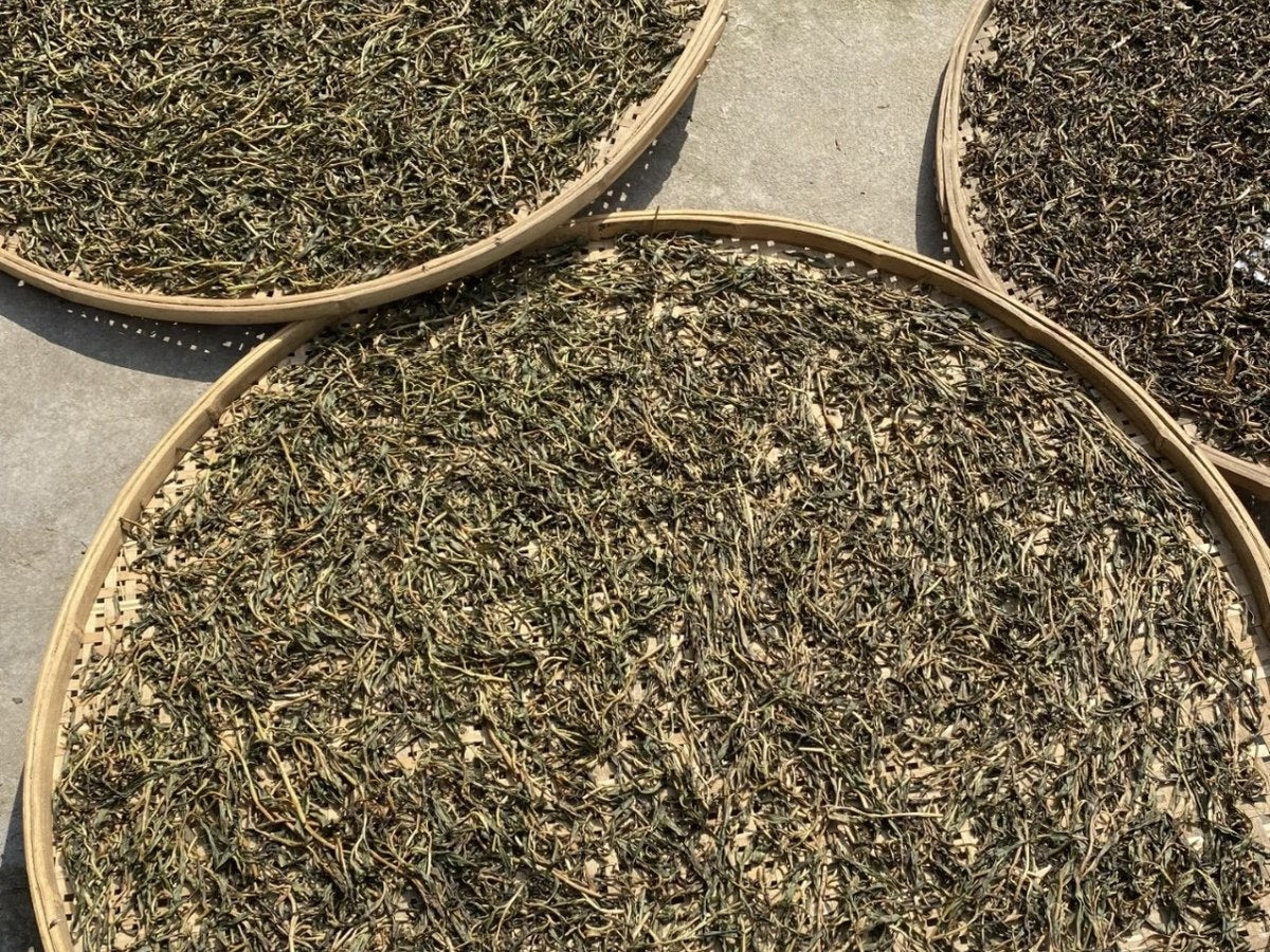 Tea leaves spread on trays outdoors