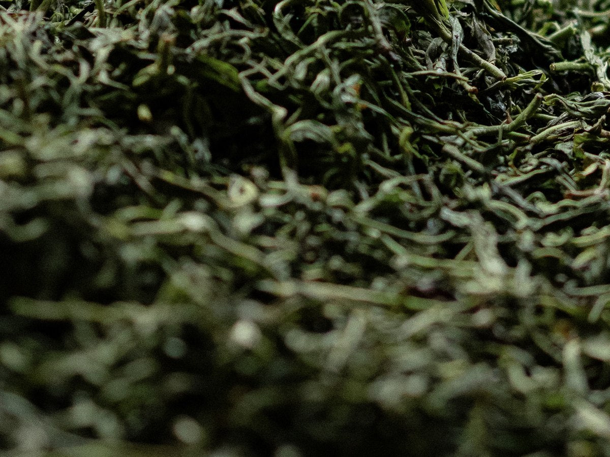 Rolled tea leaves spread in a loose layer