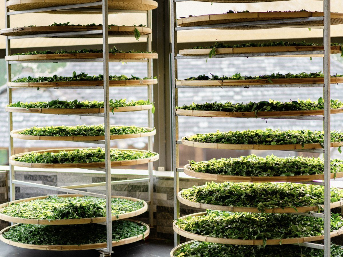 Tea leaves spread out on trays during processing