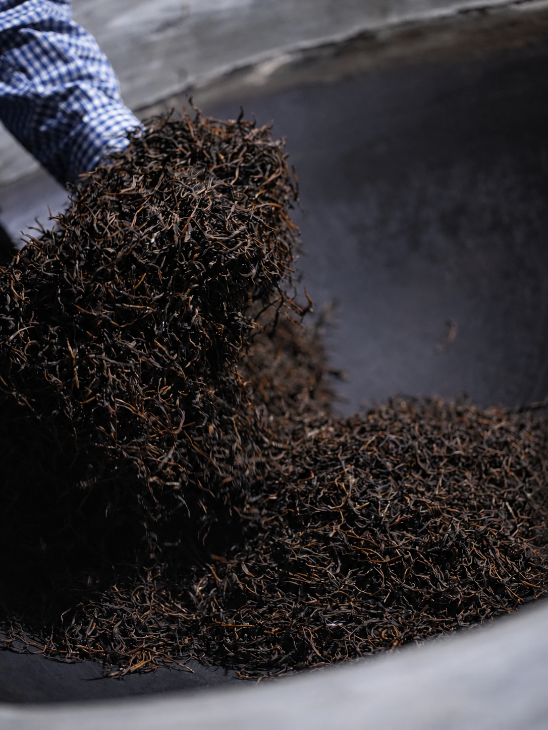Dark rolled tea leaves being lifted over a metal surface