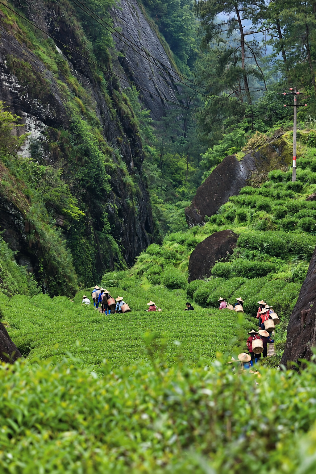 People carrying baskets through tea bushes between rocky slopes