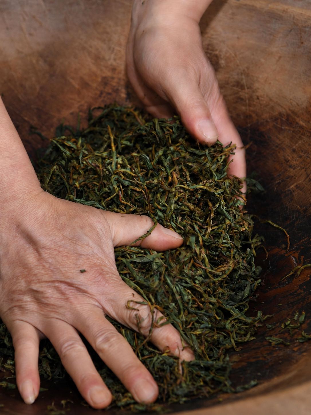 Hands handling curled tea leaves in a wooden trough