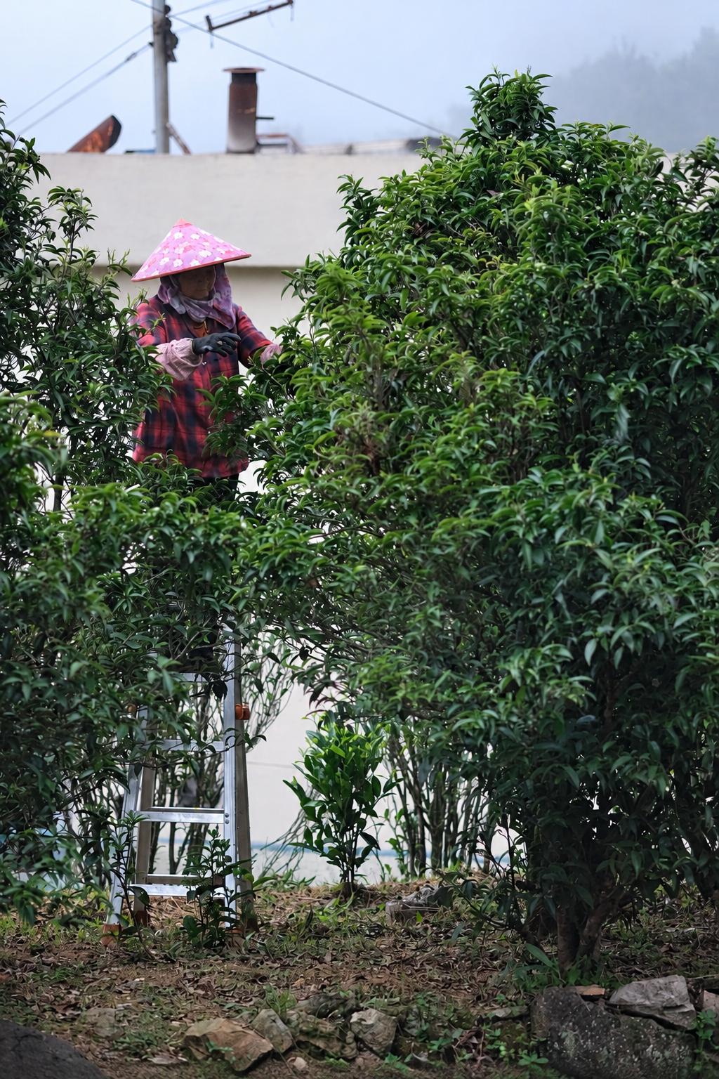 A person working from a ladder among tall tea plants