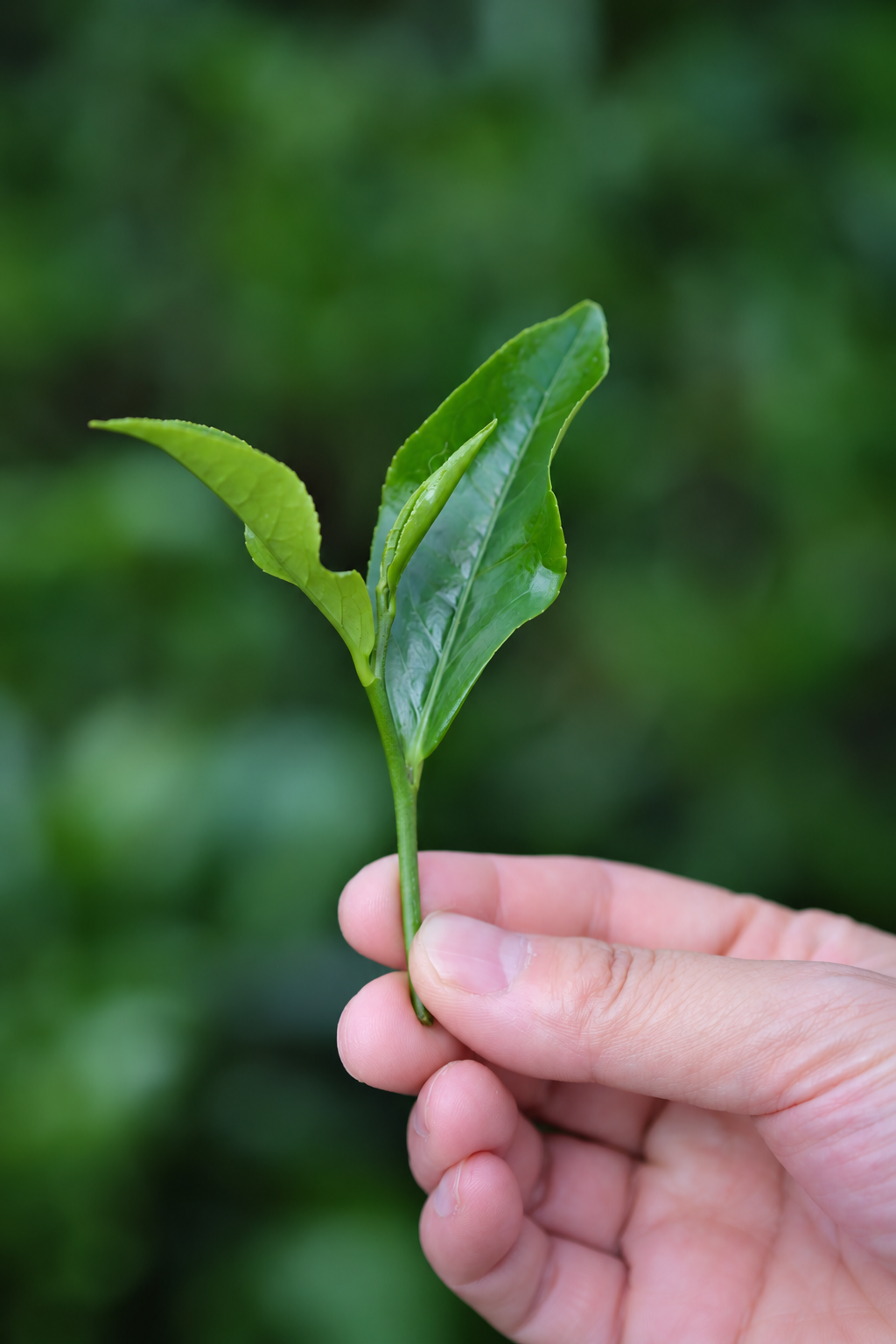 A hand holding a green tea shoot