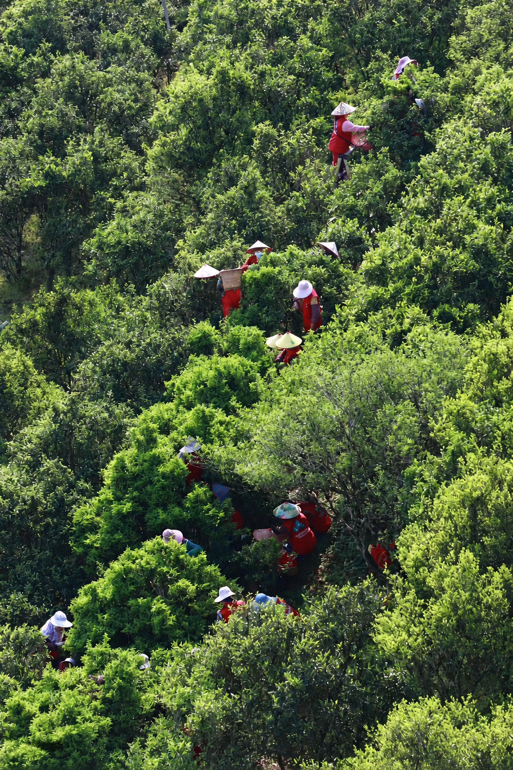 People picking among tall tea plants on a green hillside