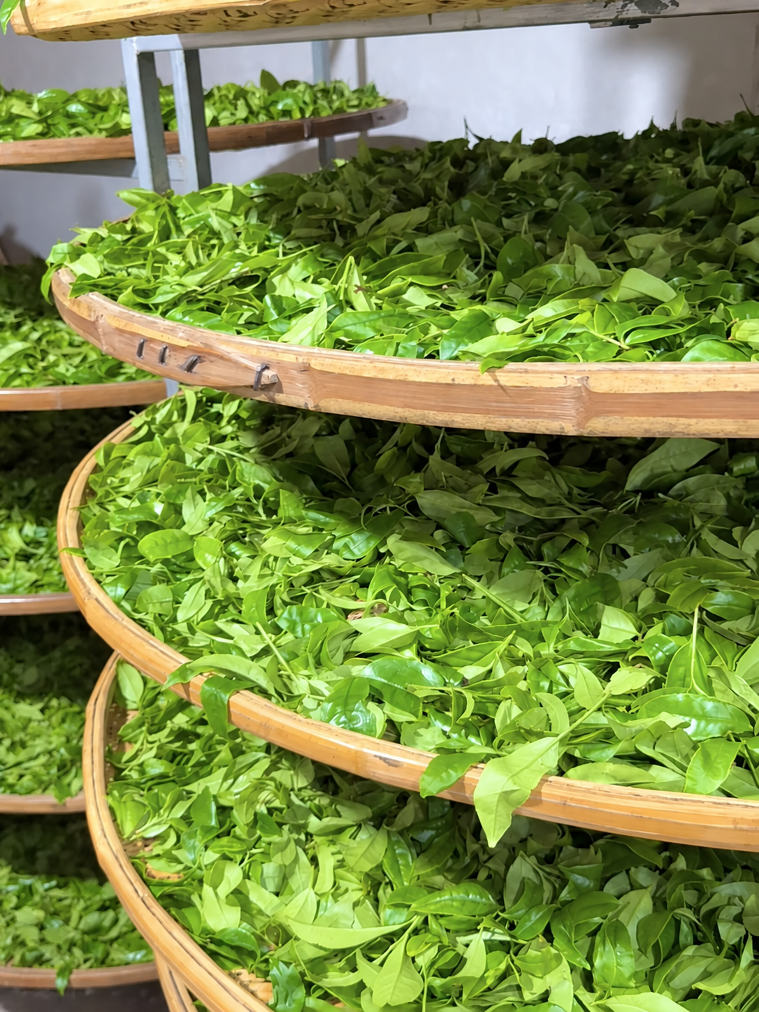 Green leaves on round woven trays arranged on indoor racks