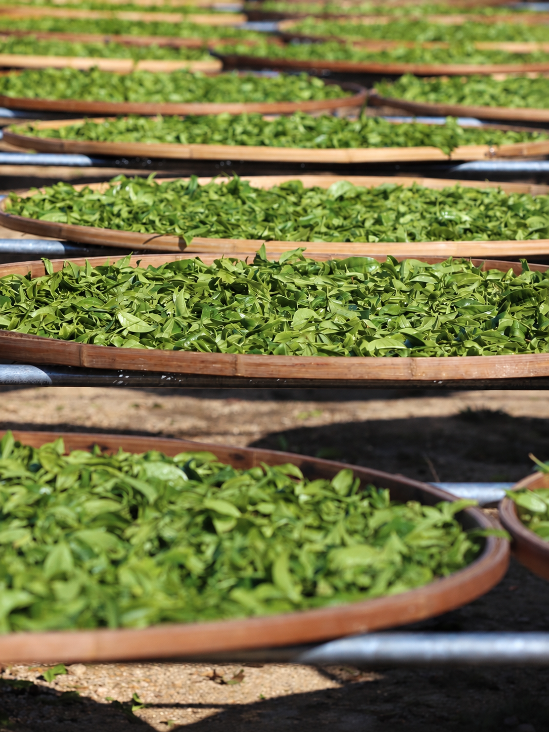 Green leaves spread across outdoor woven trays