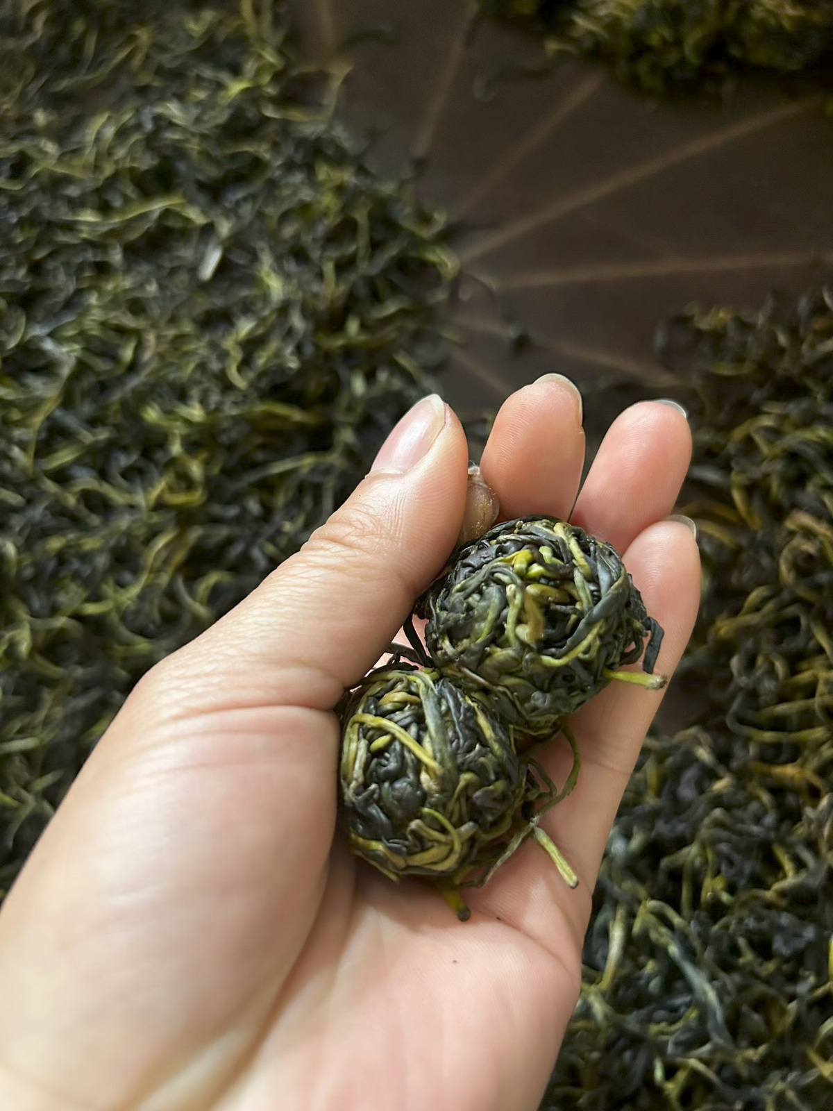 A hand holding two green clumps of rolled tea leaves