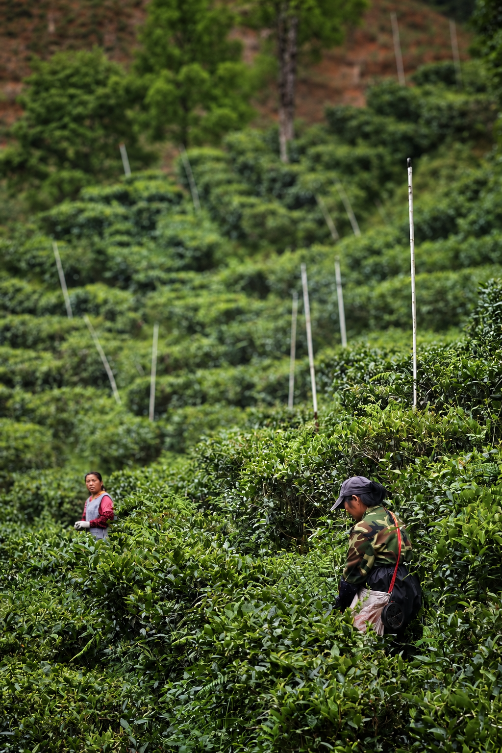 Two people working among green tea bushes on a hillside