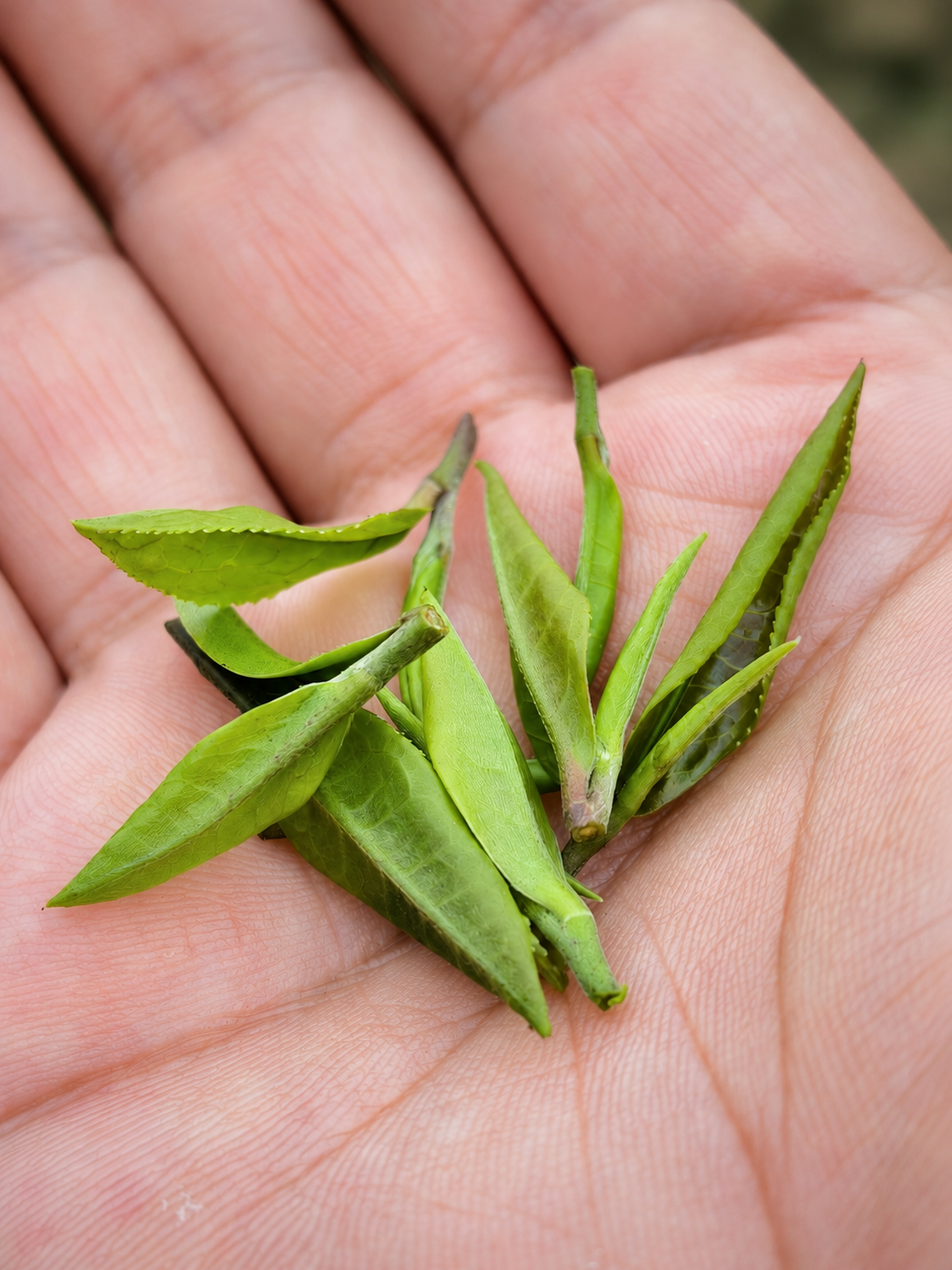 Young green tea shoots in an open palm