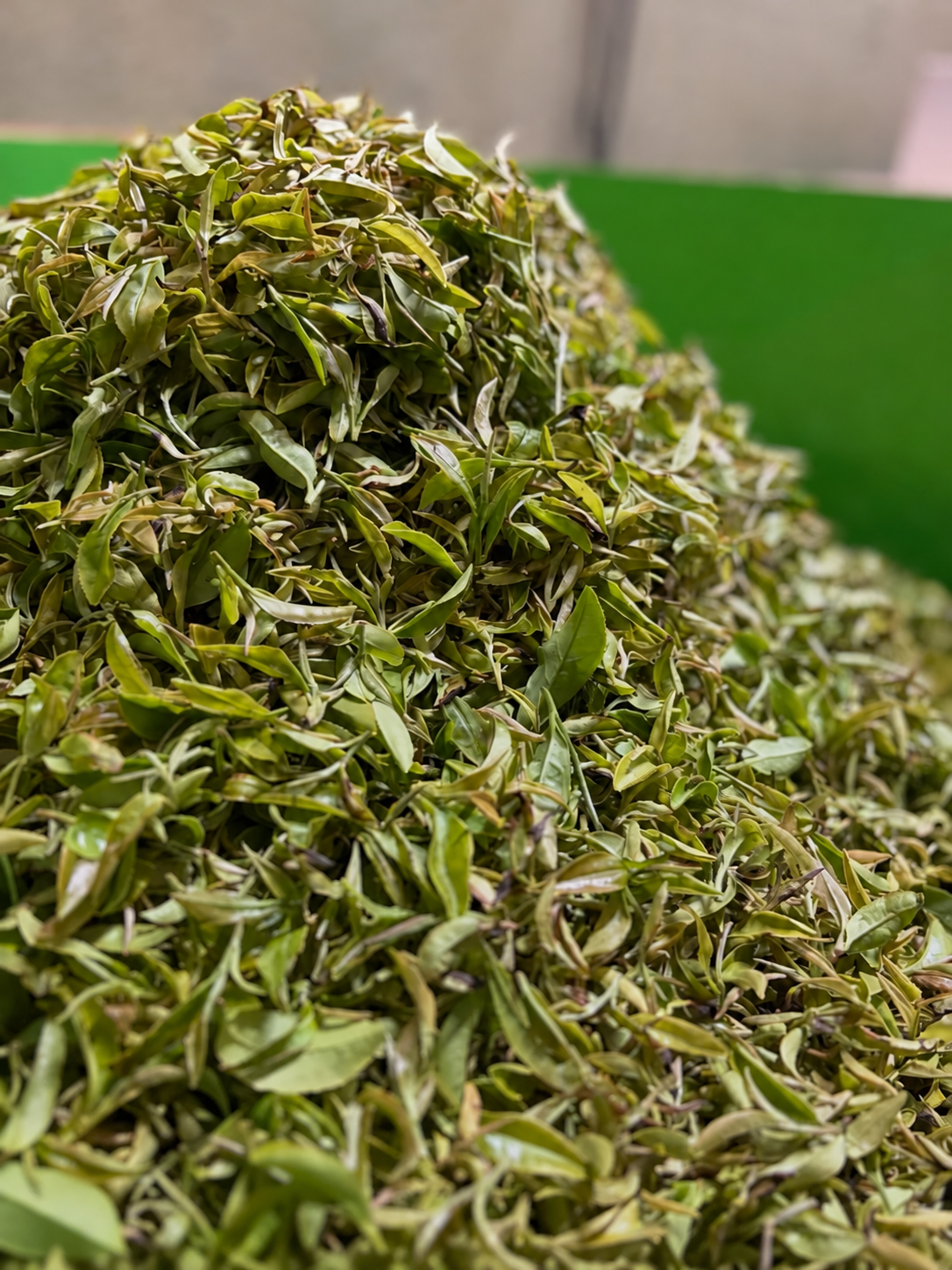 A mound of fresh green tea leaves on a green surface