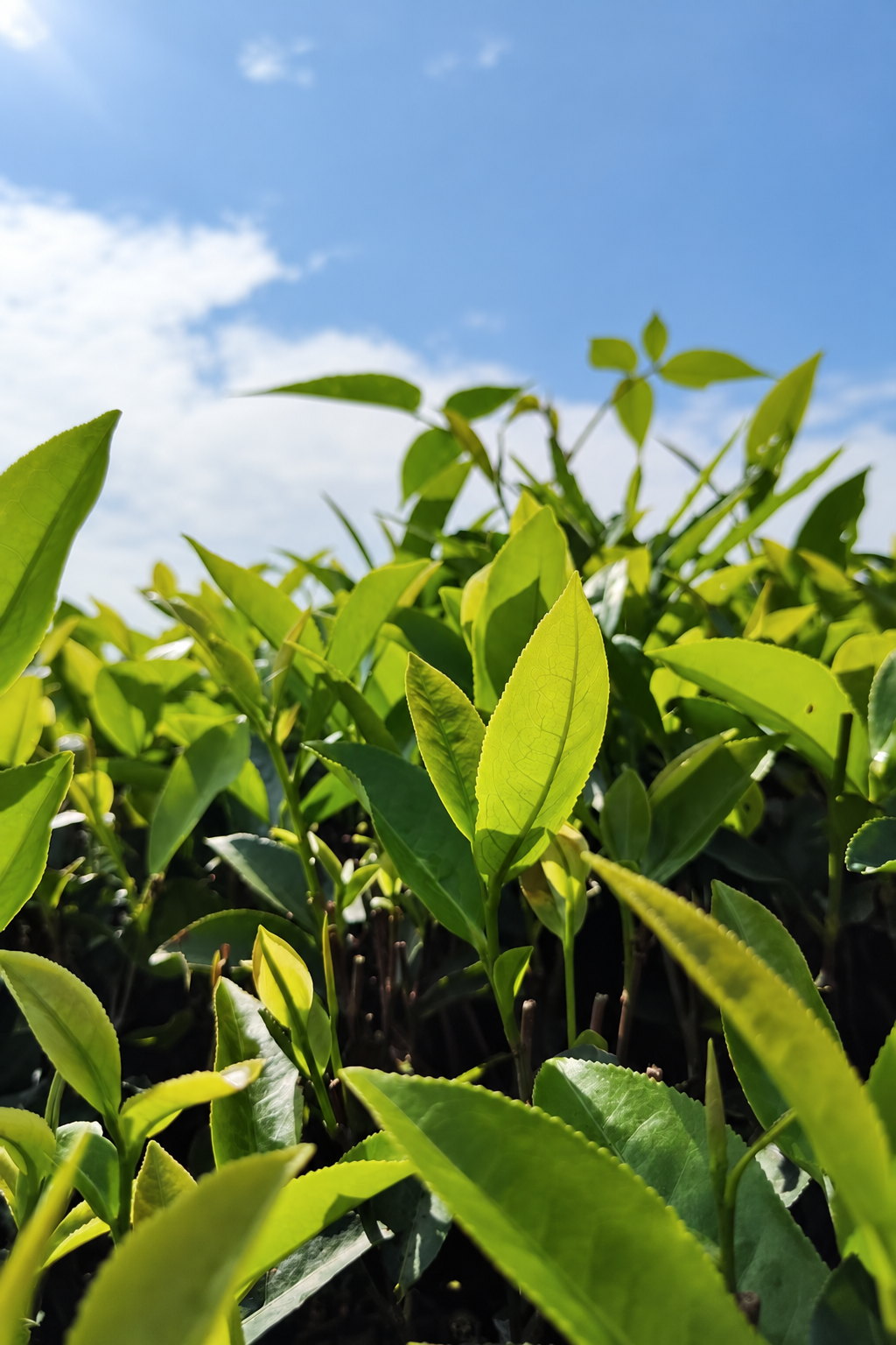 Green tea shoots against a blue sky
