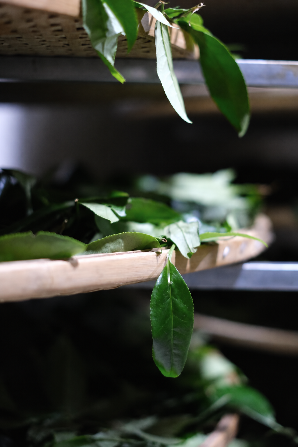 Green leaves on and beside woven trays arranged on shelves