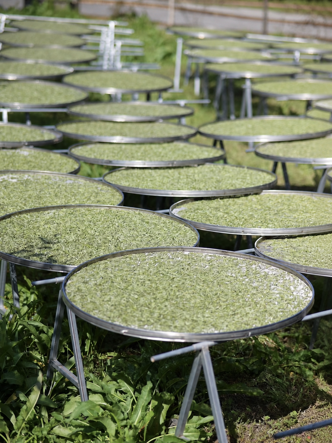 Pale green tea leaves spread across round metal trays outdoors