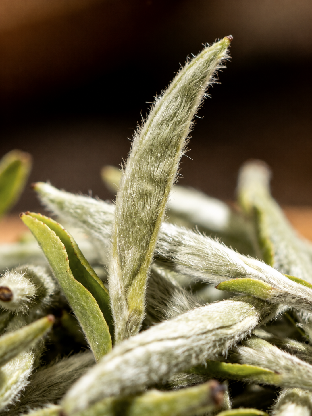 Close-up of a pointed tea bud covered in fine pale hairs