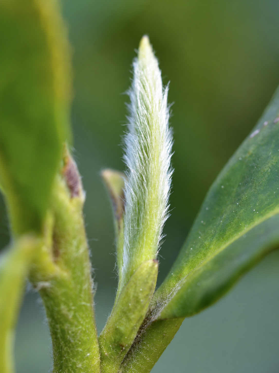 Down-covered green tea bud growing beside a leaf