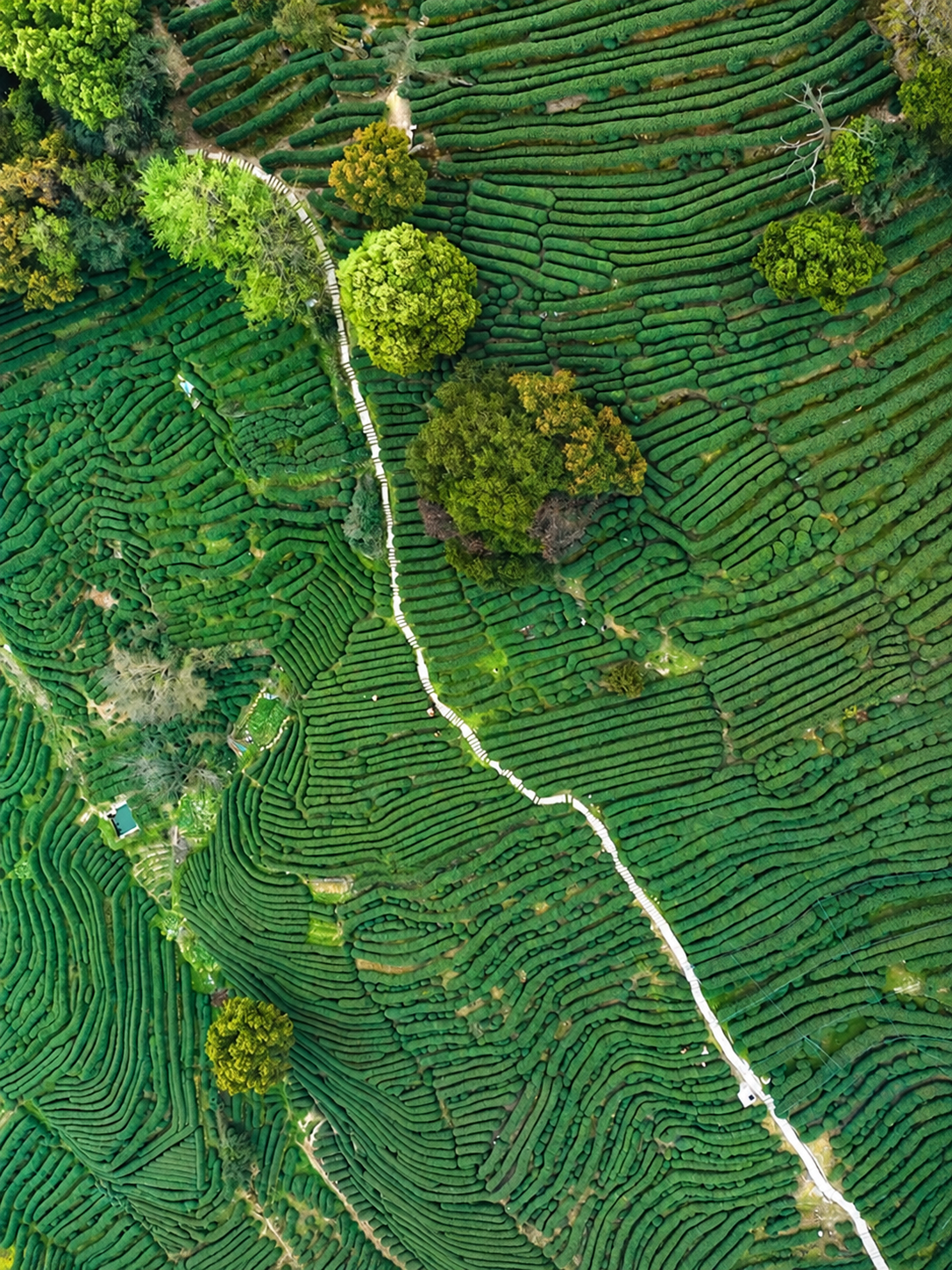 Aerial view of tea rows and a winding path among trees