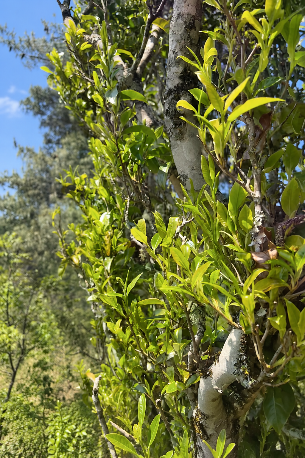 Young green shoots growing along a branch