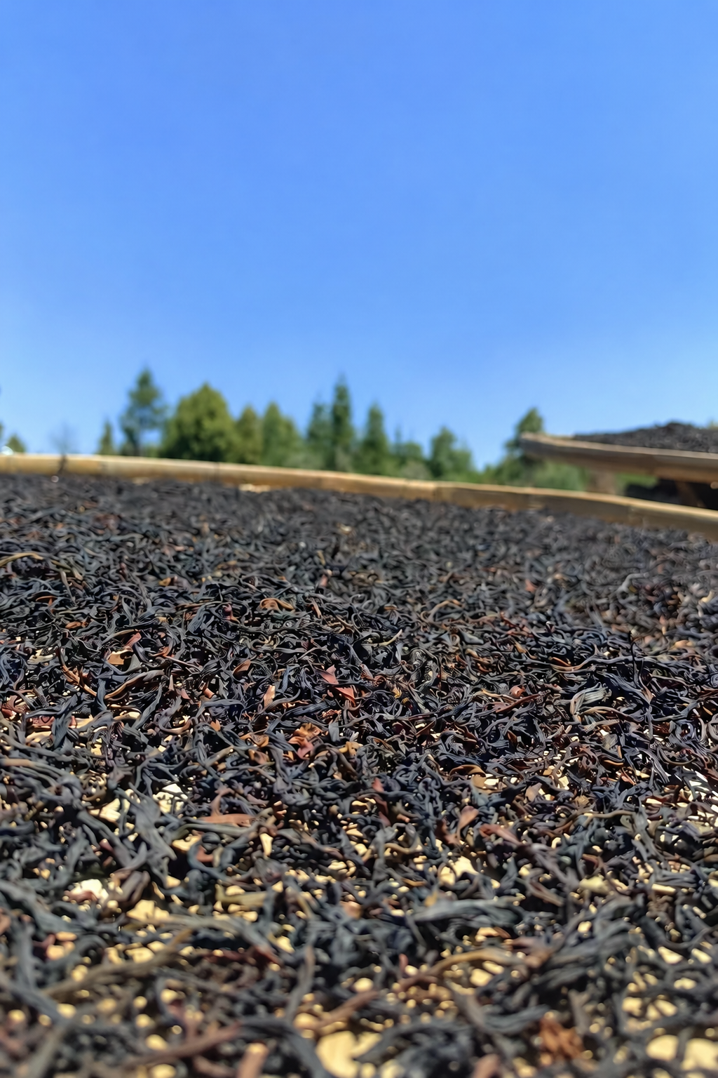 Tea leaves spread on woven trays outdoors