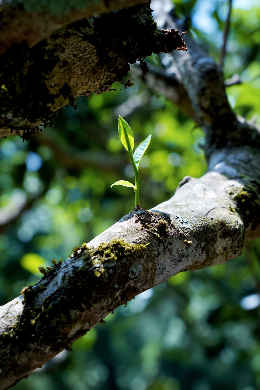 A young shoot above a moss-covered branch