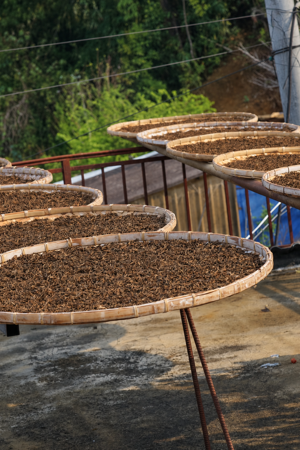Rows of woven trays holding dark tea leaves outdoors