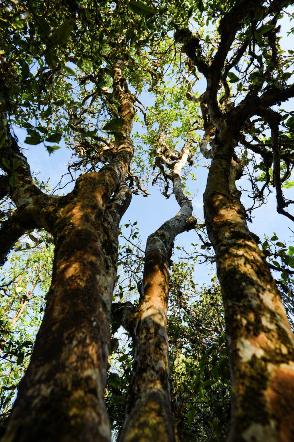 Tree trunks and a leafy canopy seen from below