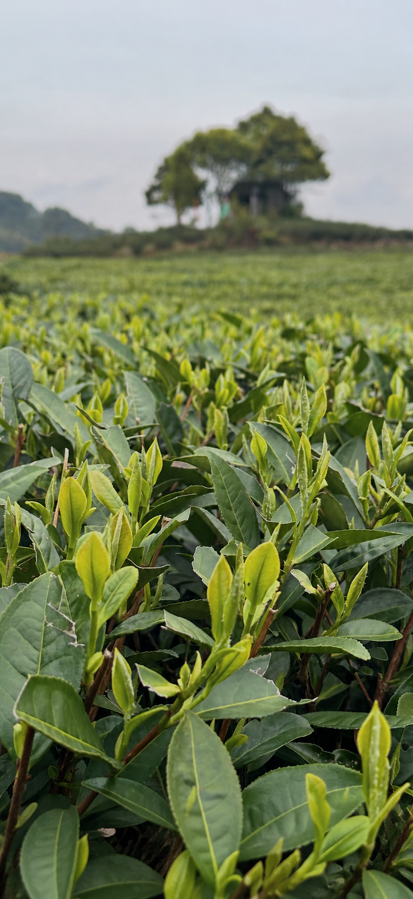 Tea shoots in the foreground of a garden with distant trees