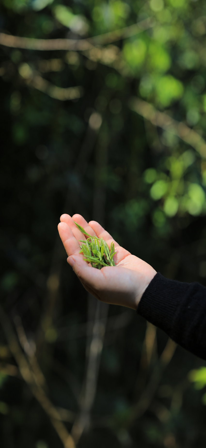 A hand holding small green tea shoots with buds and leaves