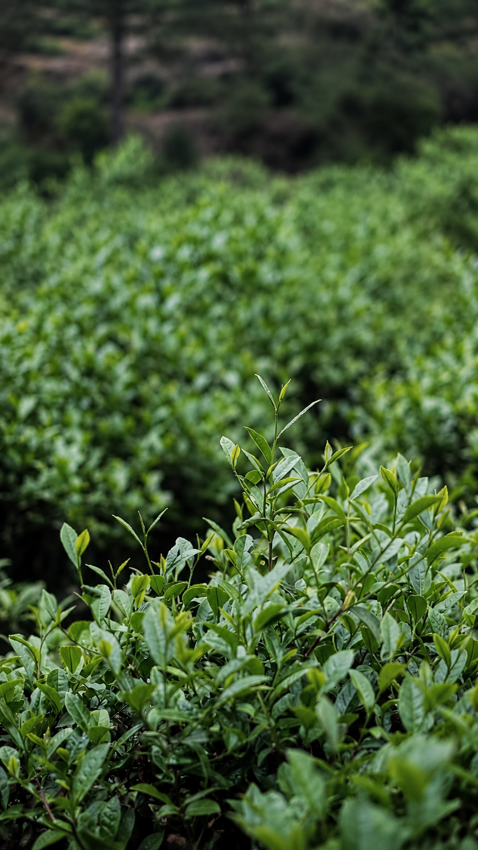 Young green shoots among tea plants in a growing landscape