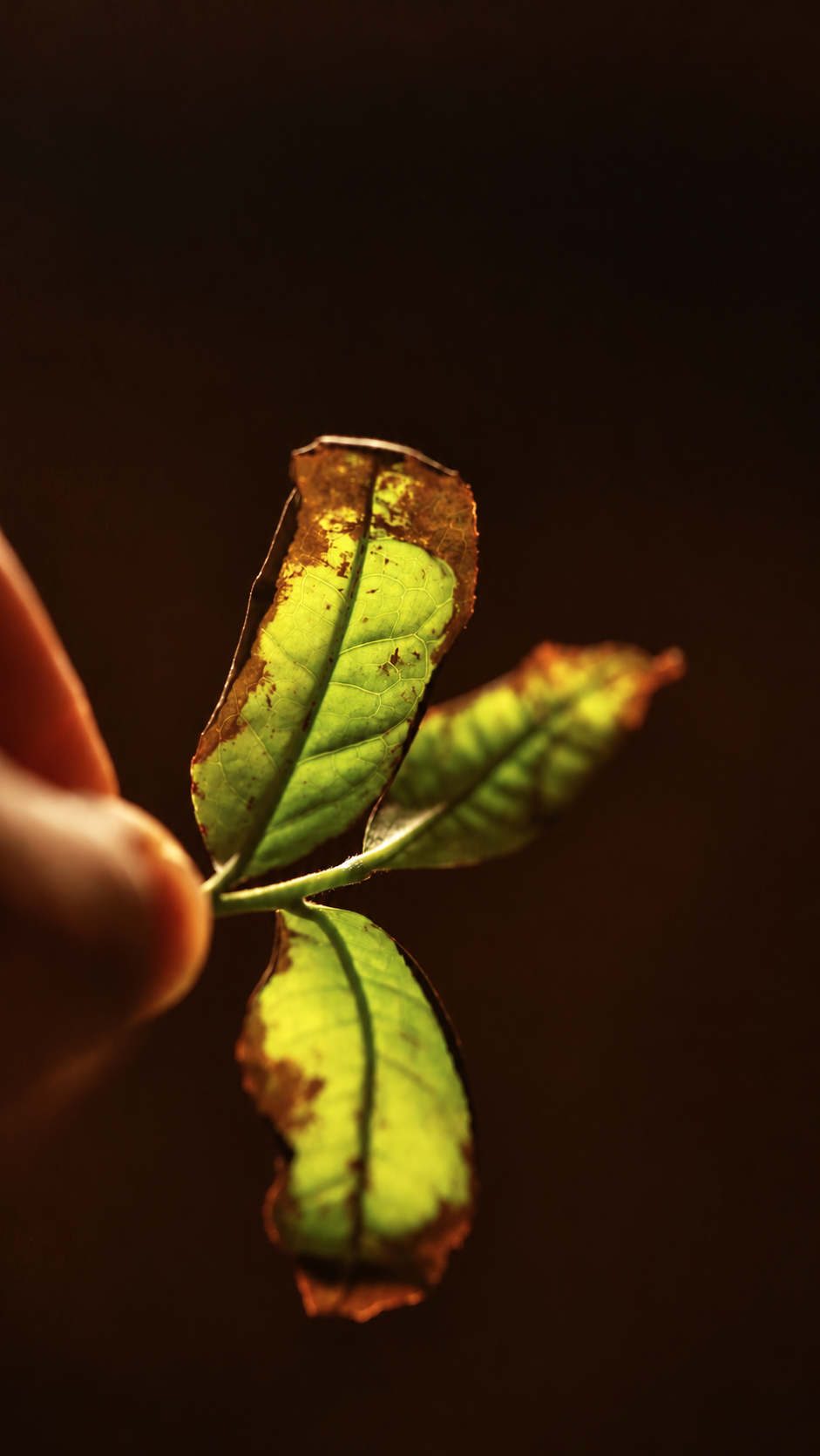 Backlit green leaves with reddish brown margins held by a hand