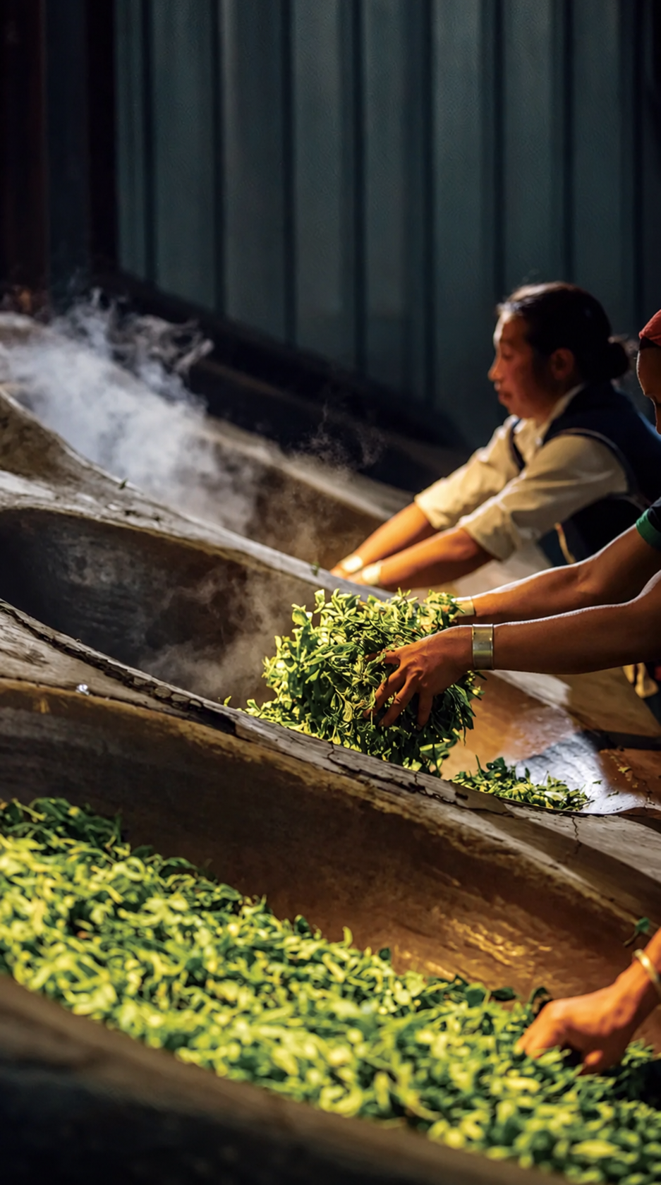 People handling green tea leaves in steaming pans