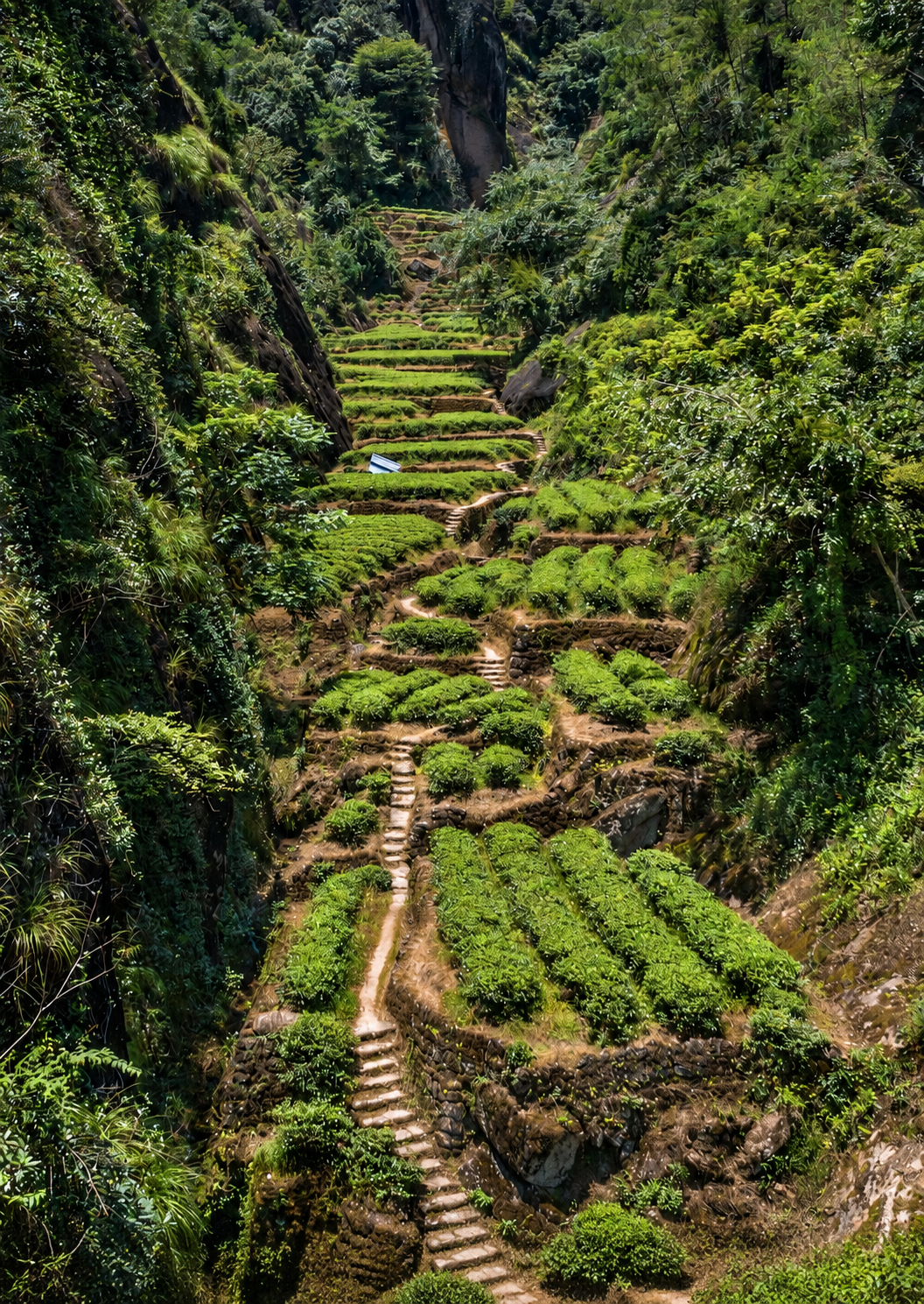 Tea terraces and a path between wooded rocky slopes